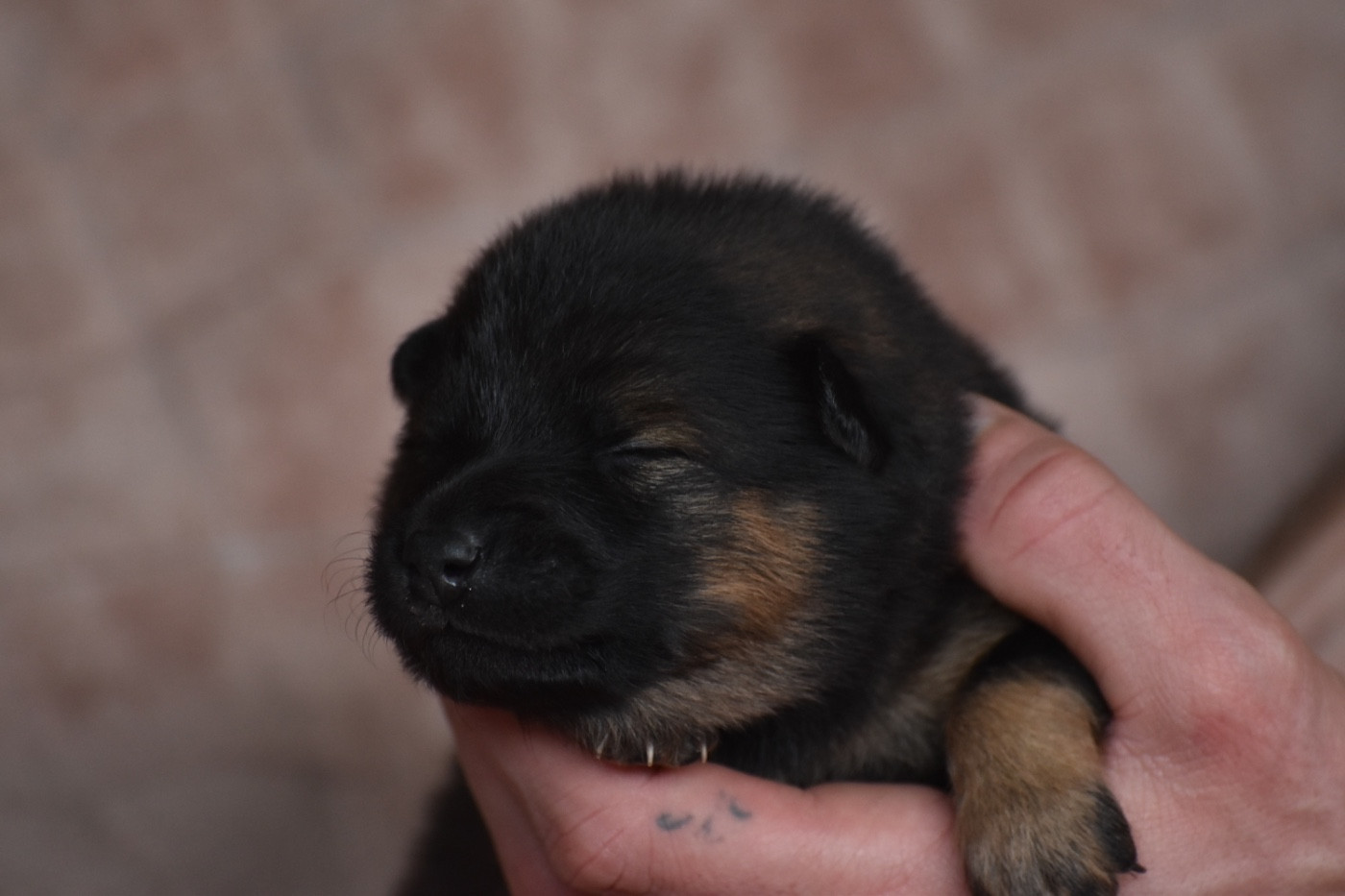 Des Etoiles Vagabondes - Chiots disponibles - Eurasier
