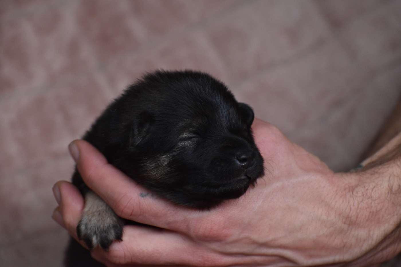 Des Etoiles Vagabondes - Chiots disponibles - Eurasier