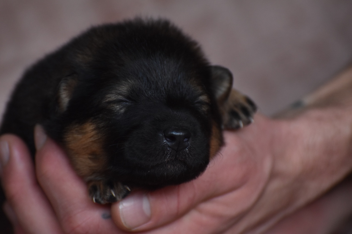 Des Etoiles Vagabondes - Chiots disponibles - Eurasier
