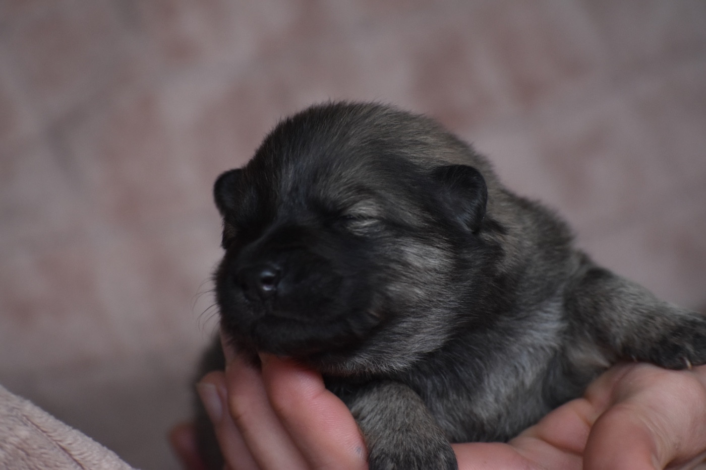 Des Etoiles Vagabondes - Chiots disponibles - Eurasier