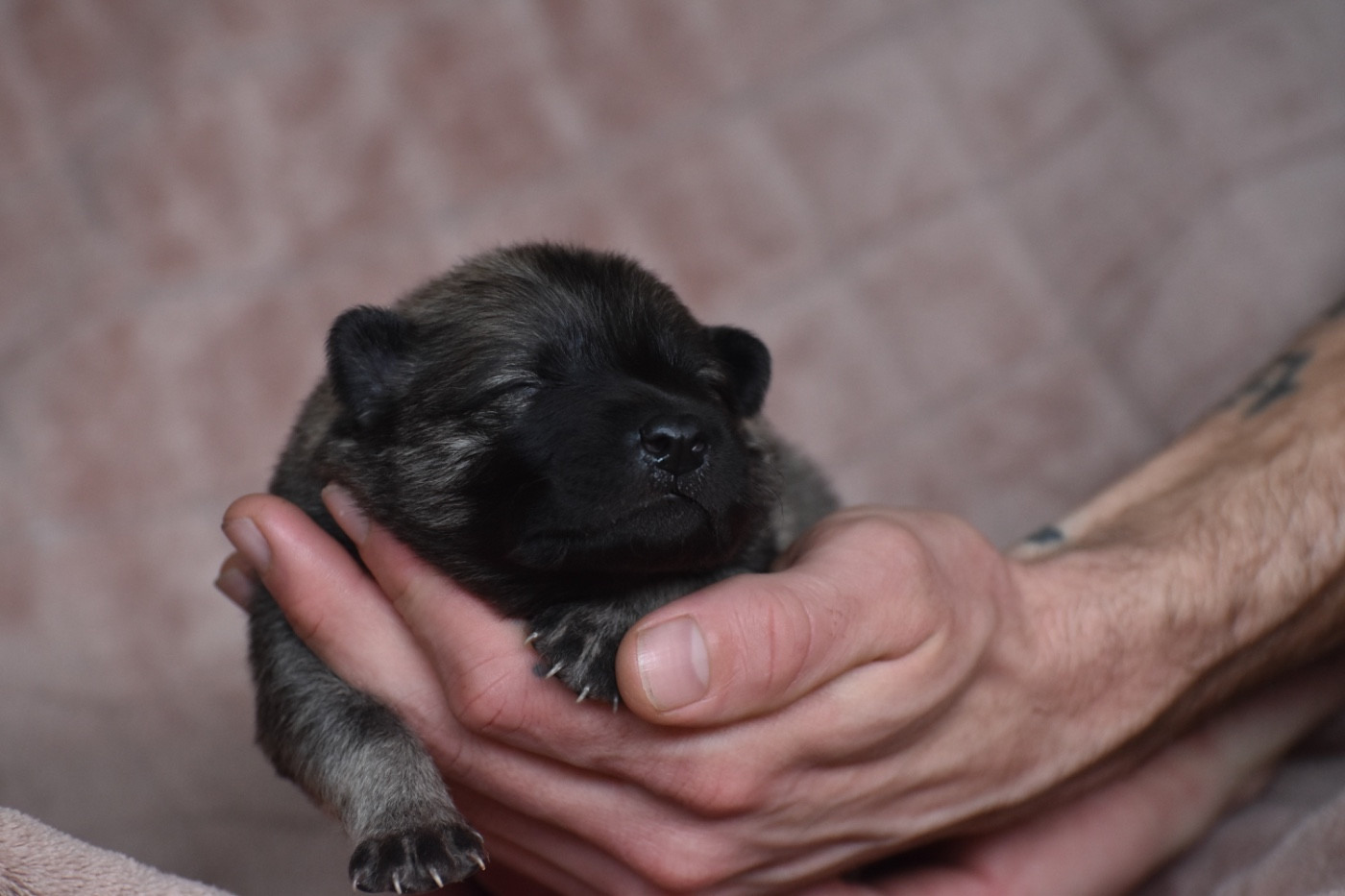 Des Etoiles Vagabondes - Chiots disponibles - Eurasier