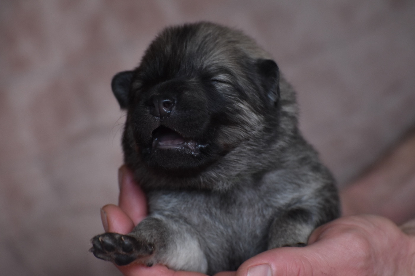 Des Etoiles Vagabondes - Chiots disponibles - Eurasier