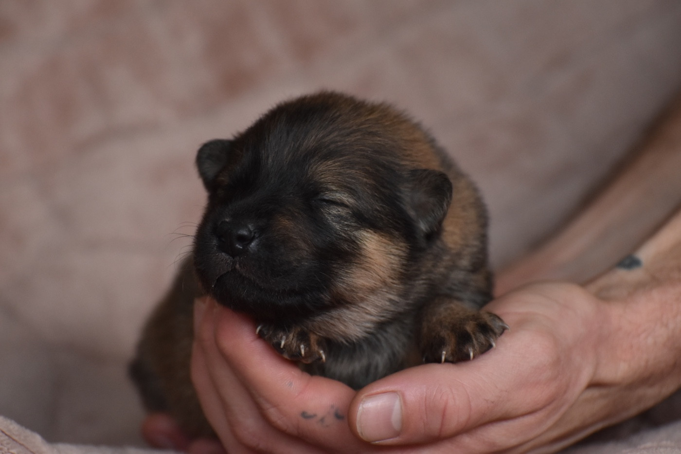 Des Etoiles Vagabondes - Chiots disponibles - Eurasier