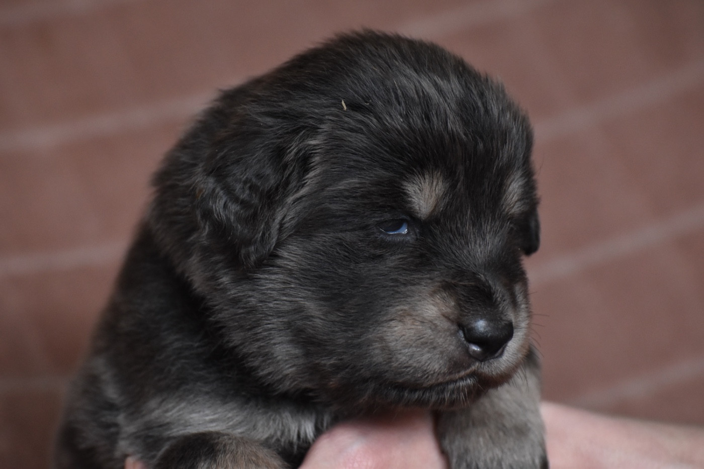 Des Etoiles Vagabondes - Chiots disponibles - Dogue du Tibet