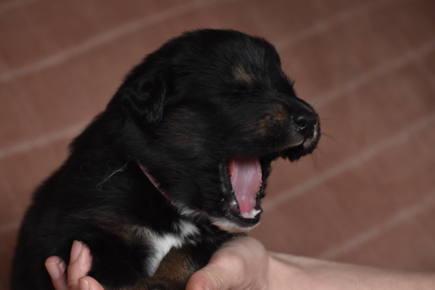 Des Etoiles Vagabondes - Chiots disponibles - Dogue du Tibet