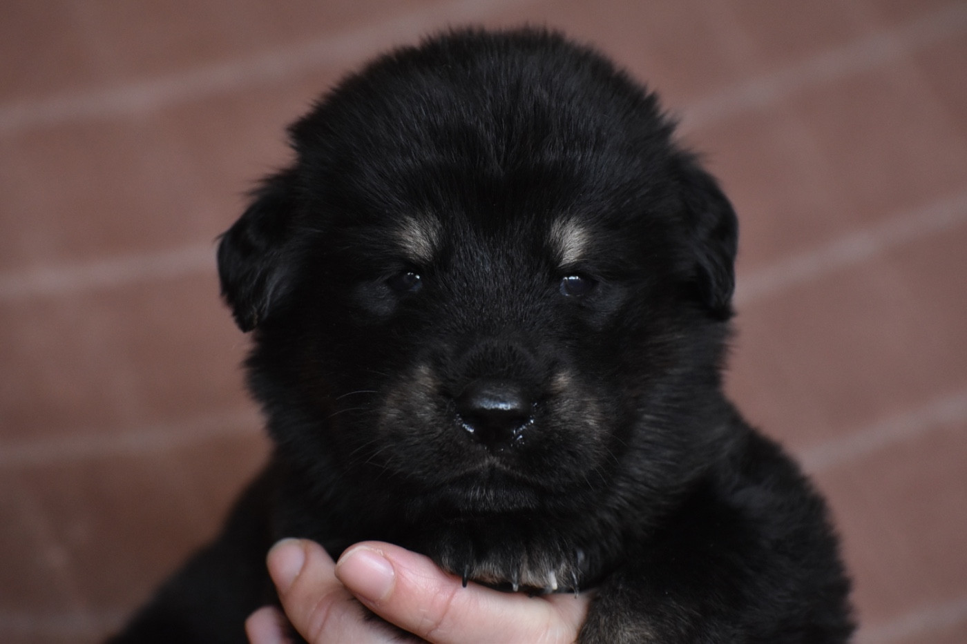 Des Etoiles Vagabondes - Chiots disponibles - Dogue du Tibet