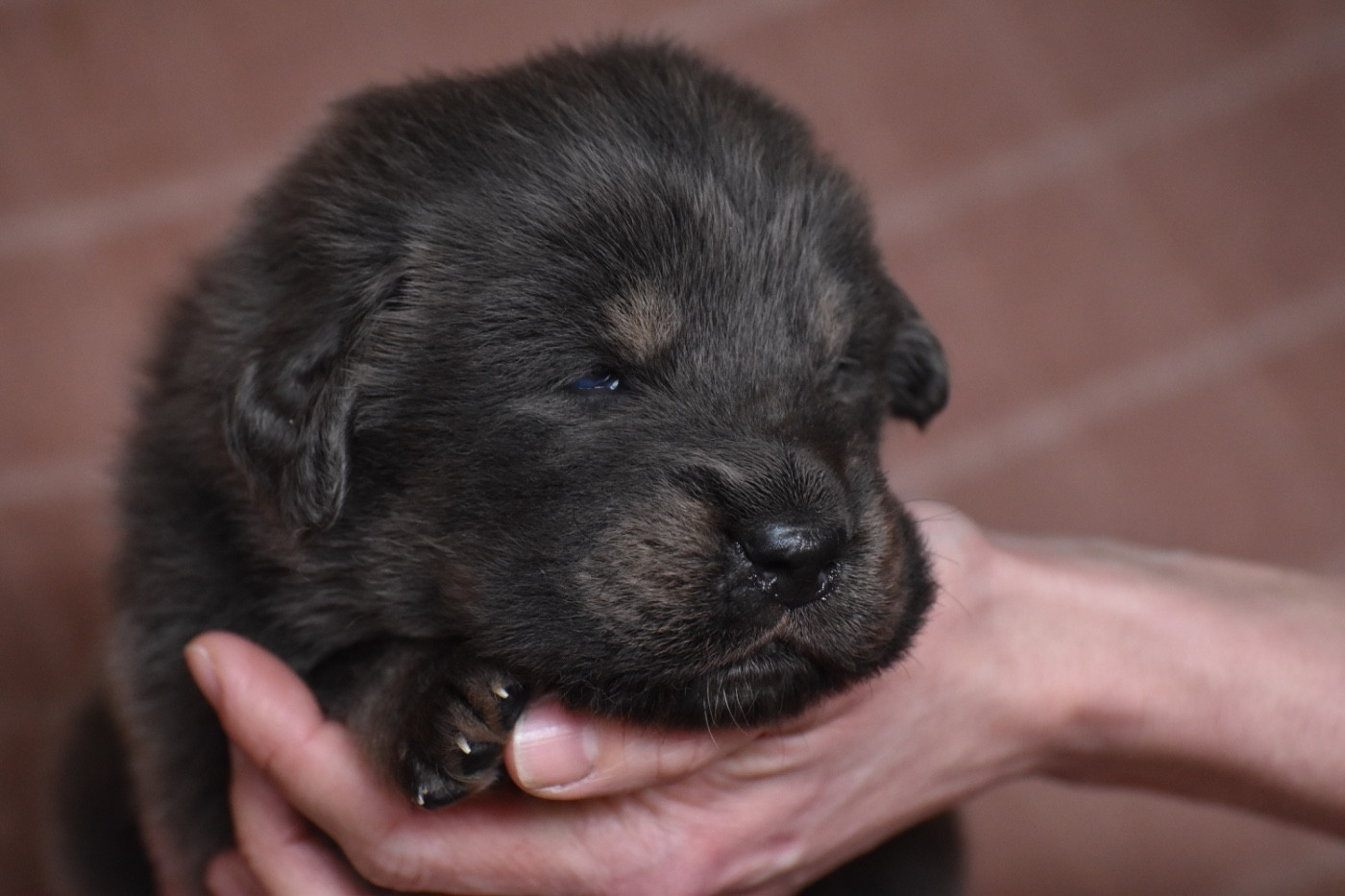 Des Etoiles Vagabondes - Chiots disponibles - Dogue du Tibet
