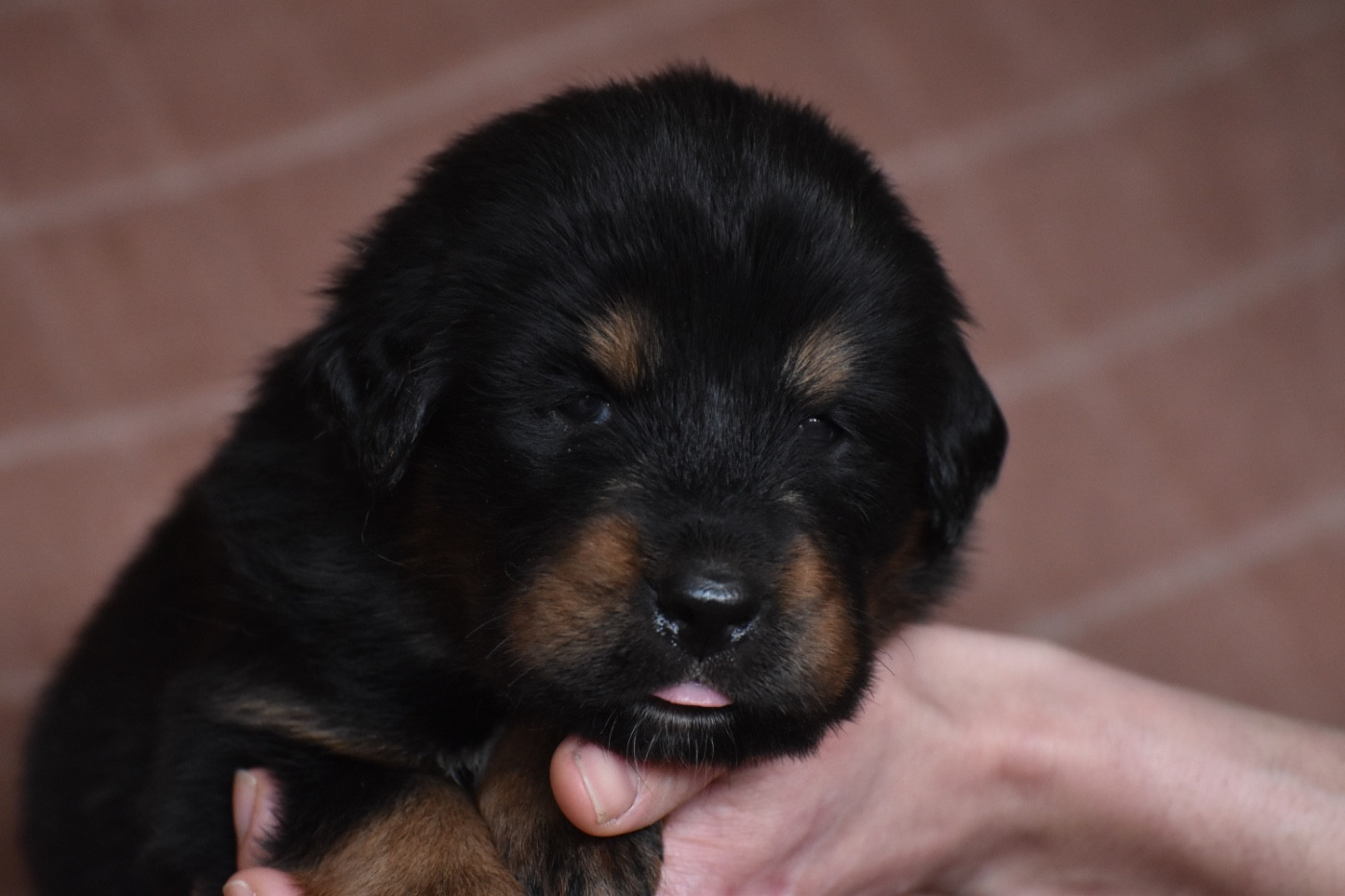 Des Etoiles Vagabondes - Chiots disponibles - Dogue du Tibet