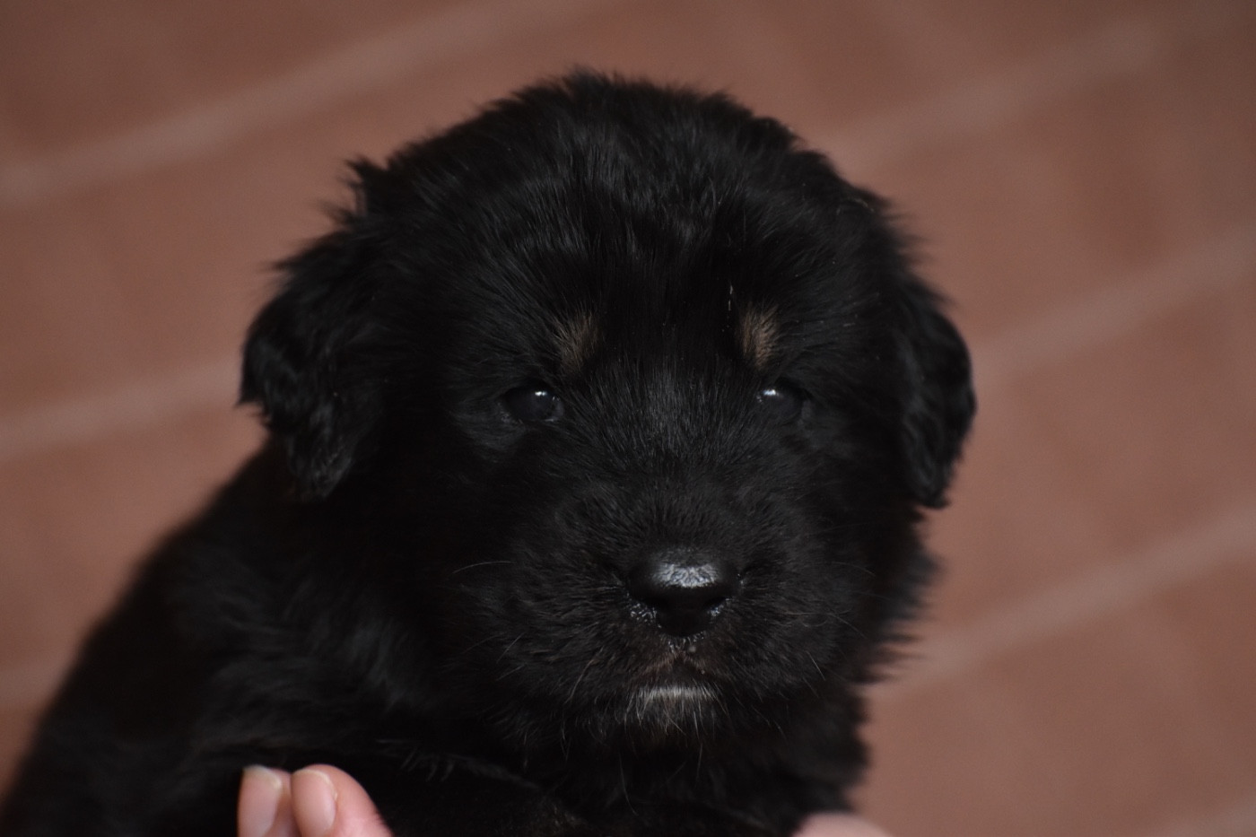 Des Etoiles Vagabondes - Chiots disponibles - Dogue du Tibet