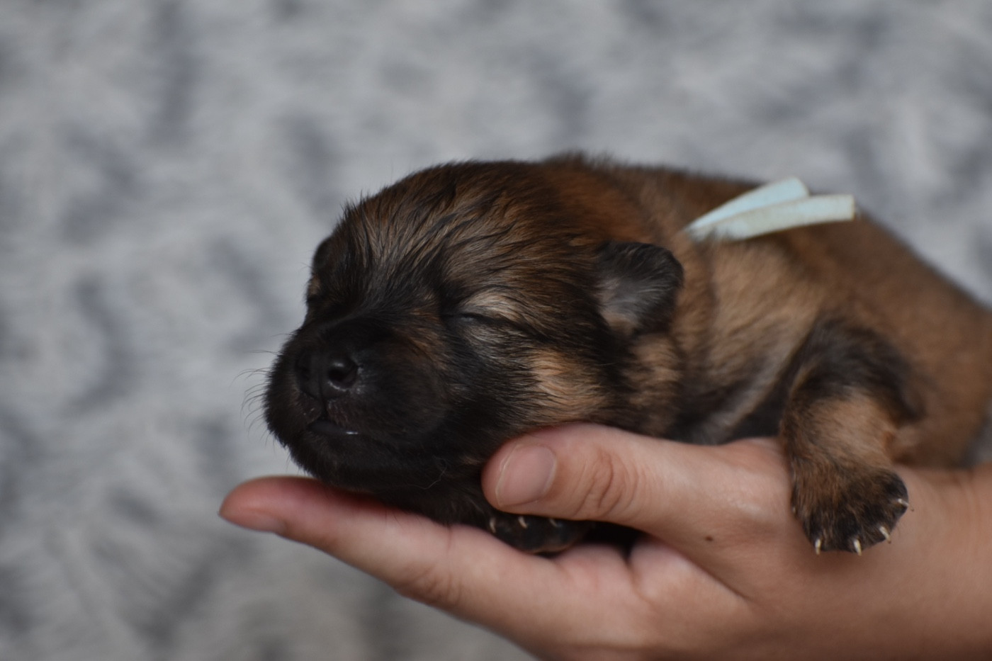 Des Etoiles Vagabondes - Chiots disponibles - Eurasier