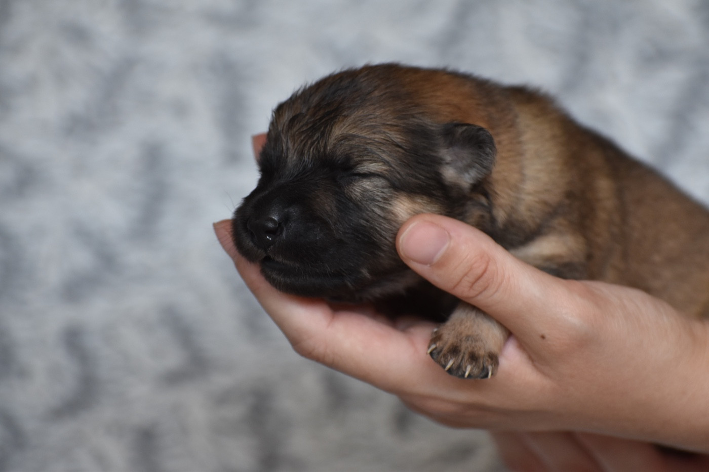 Des Etoiles Vagabondes - Chiots disponibles - Eurasier