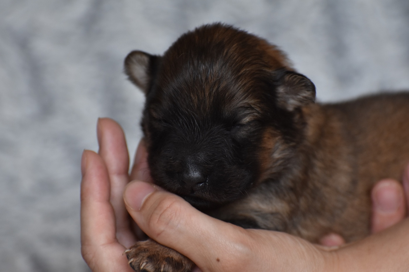Des Etoiles Vagabondes - Chiots disponibles - Eurasier