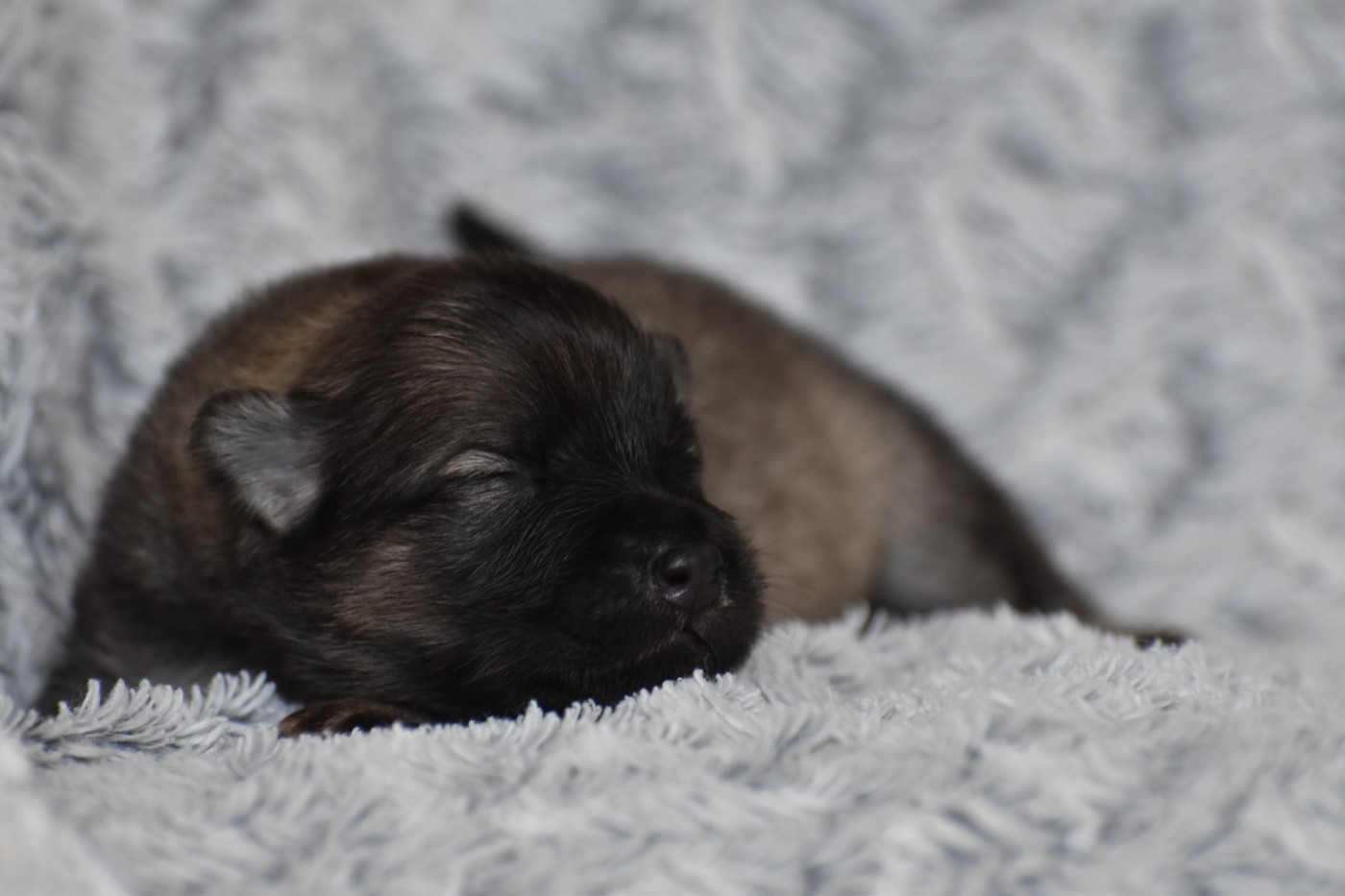 Des Etoiles Vagabondes - Chiots disponibles - Eurasier