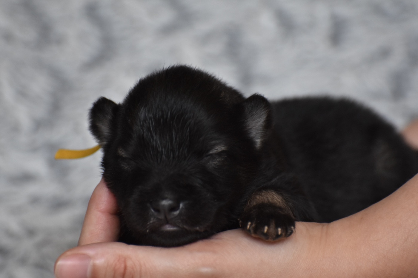 Des Etoiles Vagabondes - Chiots disponibles - Eurasier
