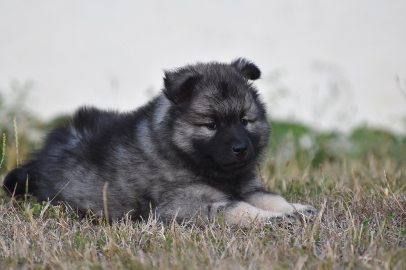 Des Etoiles Vagabondes - Chiots disponibles - Eurasier