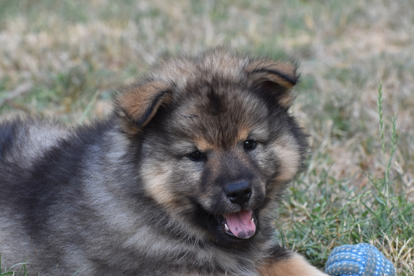 Des Etoiles Vagabondes - Chiots disponibles - Eurasier