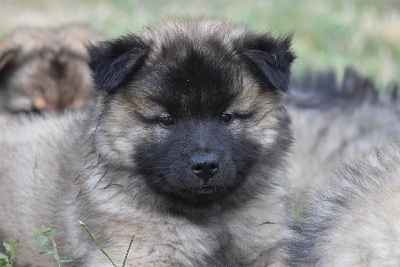 Des Etoiles Vagabondes - Chiots disponibles - Eurasier