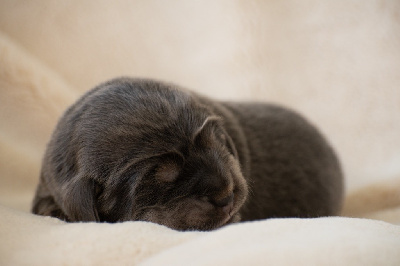 CHIOT