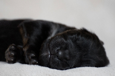 CHIOT
