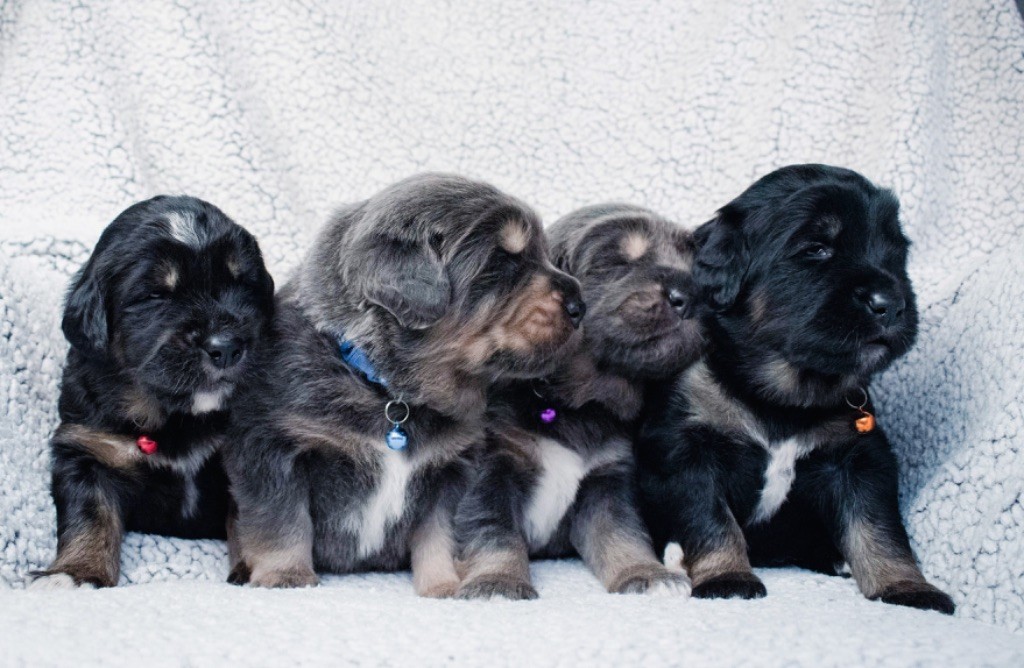 Chiot Dogue du Tibet Des Etoiles Vagabondes